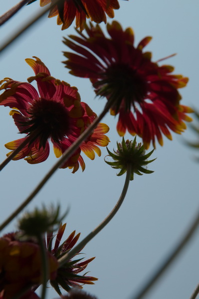 菊