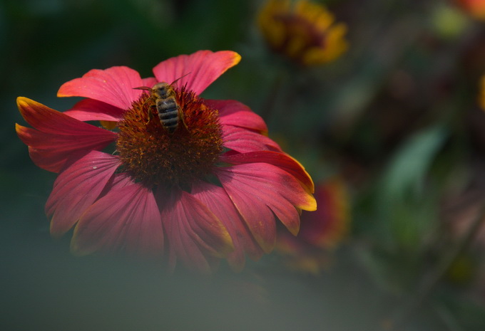 菊