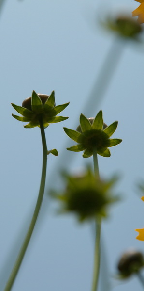 菊