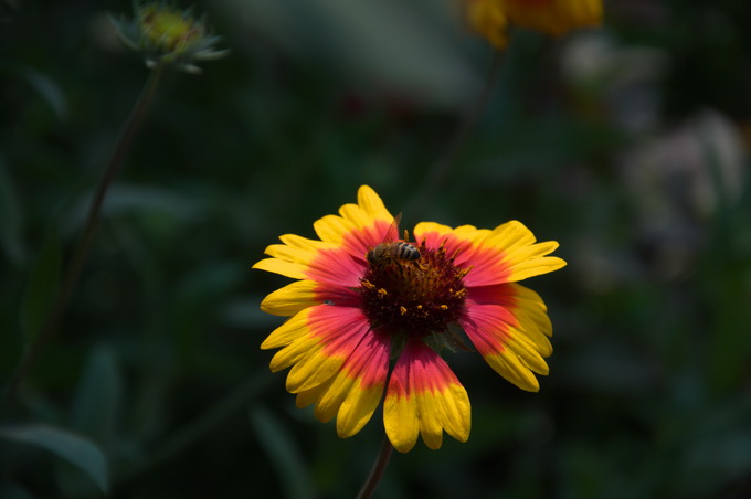 菊