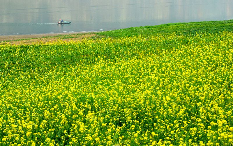 [原创]风光摄影：绿江岸畔菜花香
