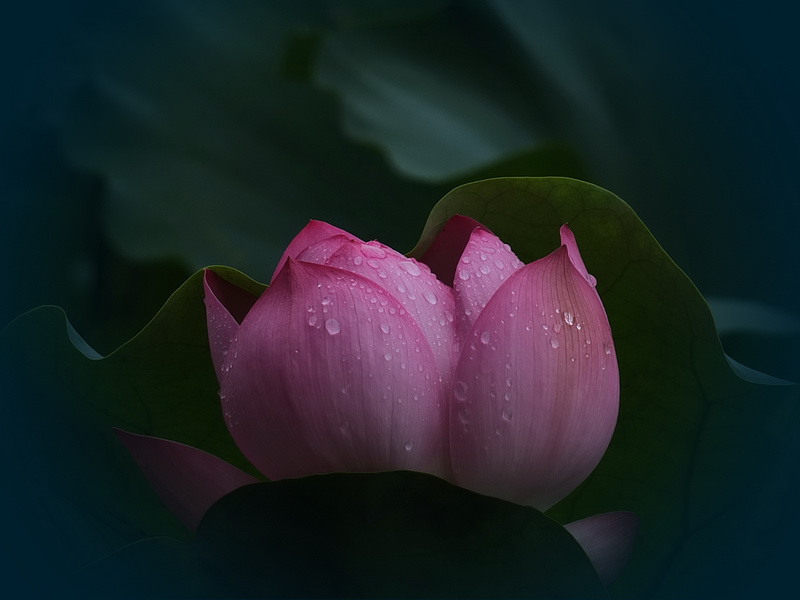 [原创]雨滴荷花