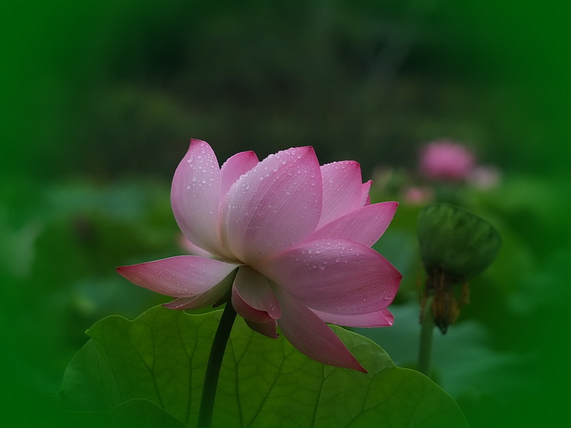 [原创]雨滴荷花