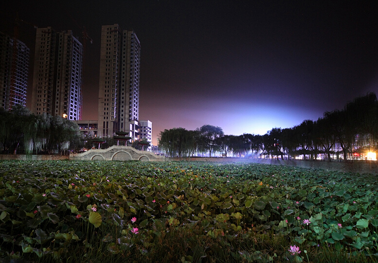 夜色荷塘