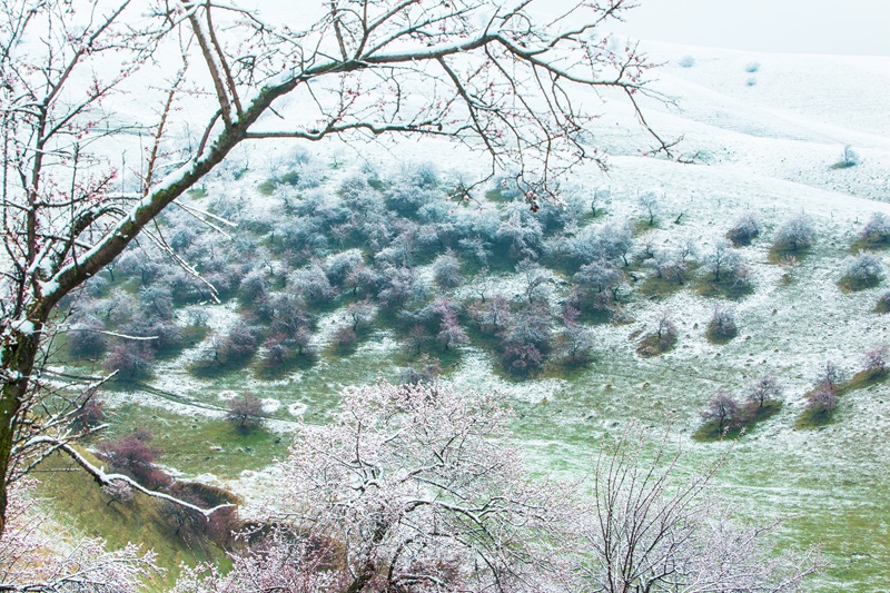 雪后杏花沟