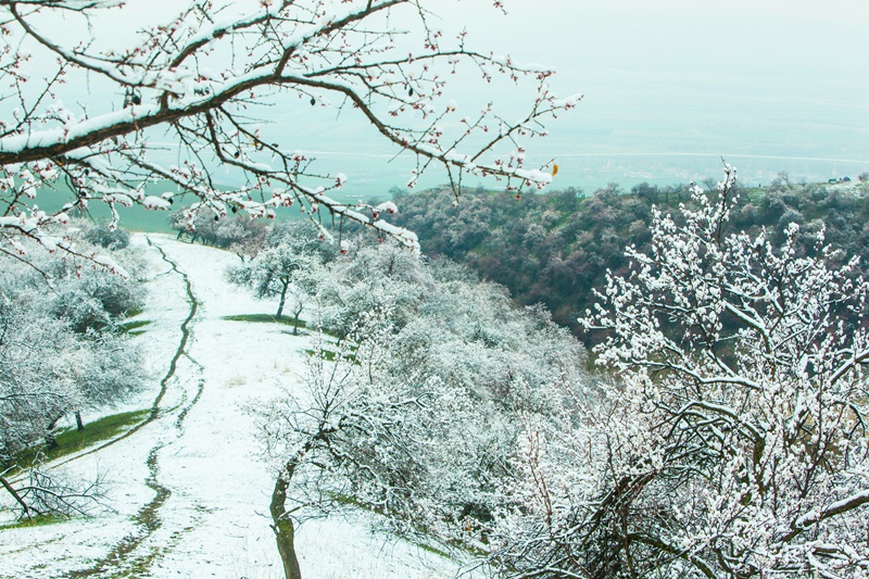 雪后杏花沟