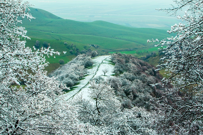 雪后杏花沟