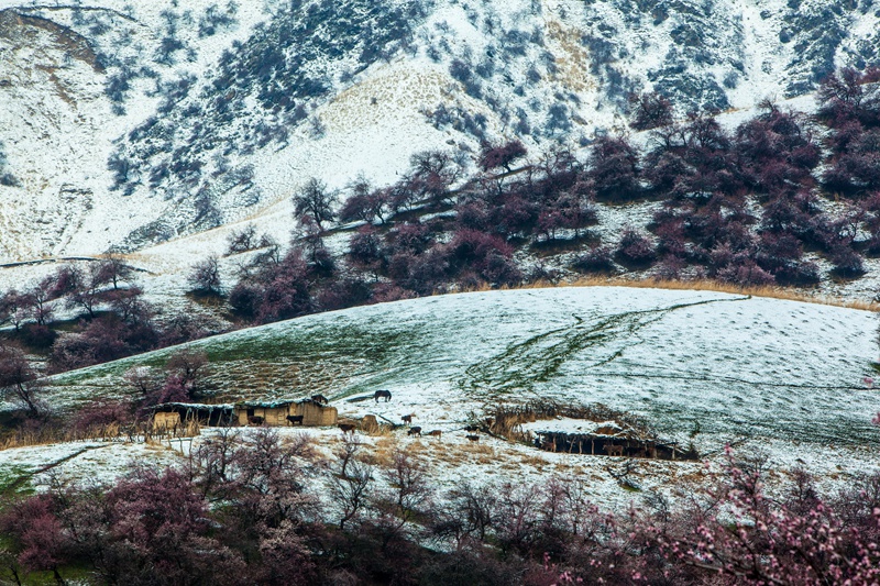 雪后杏花沟