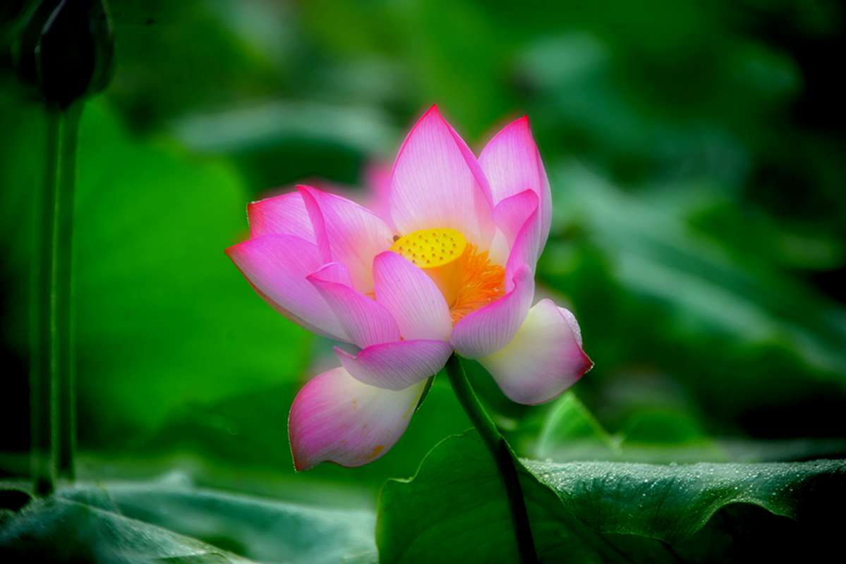 荷花的诱惑