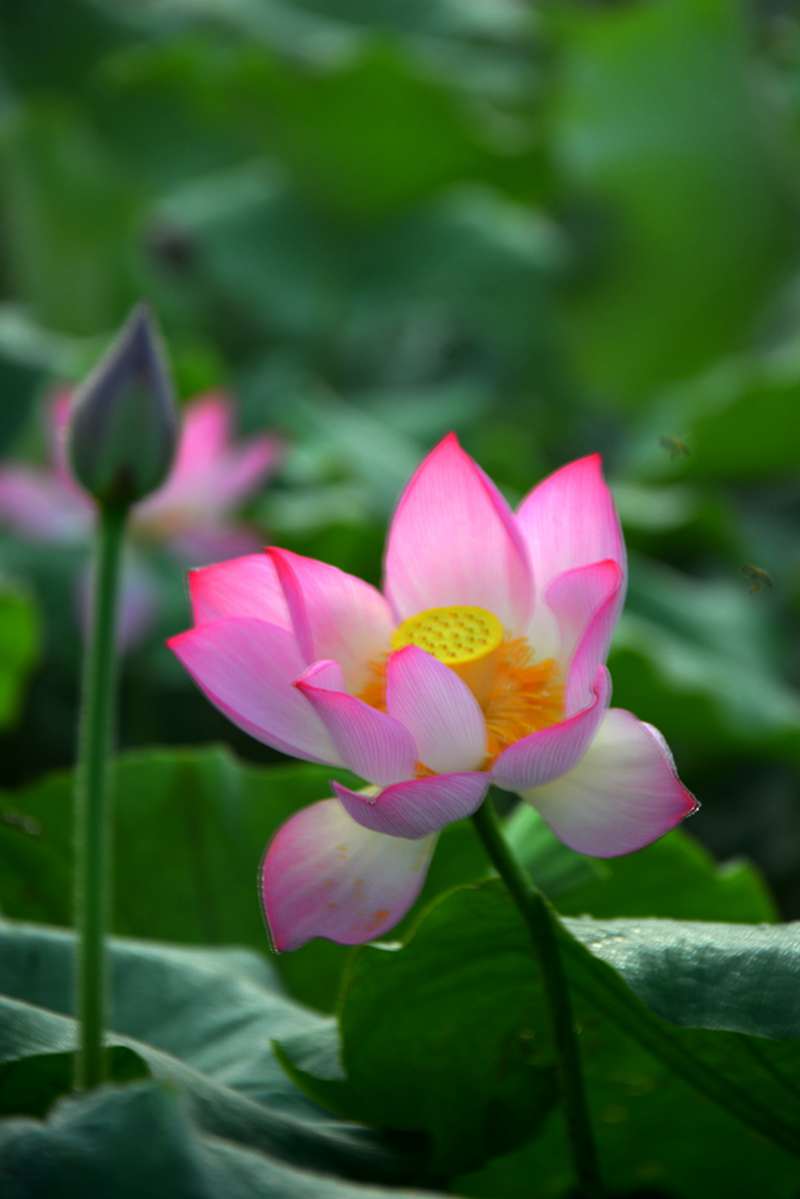 荷花的诱惑