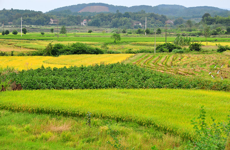 希望的原野