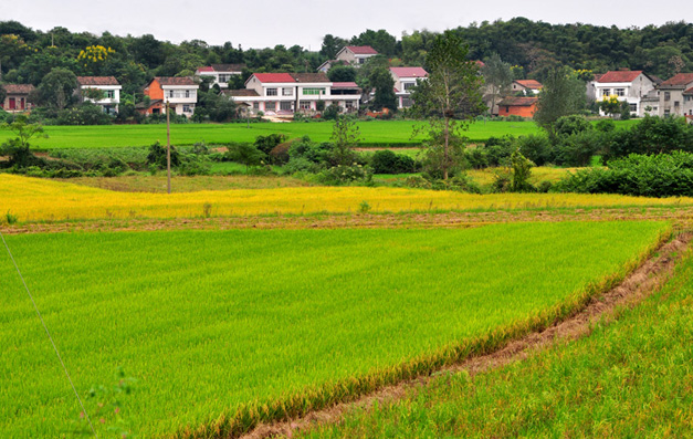希望的原野