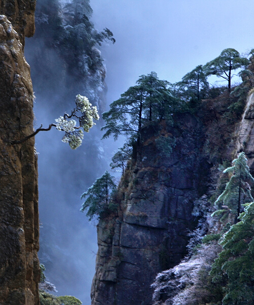 黄山小景
