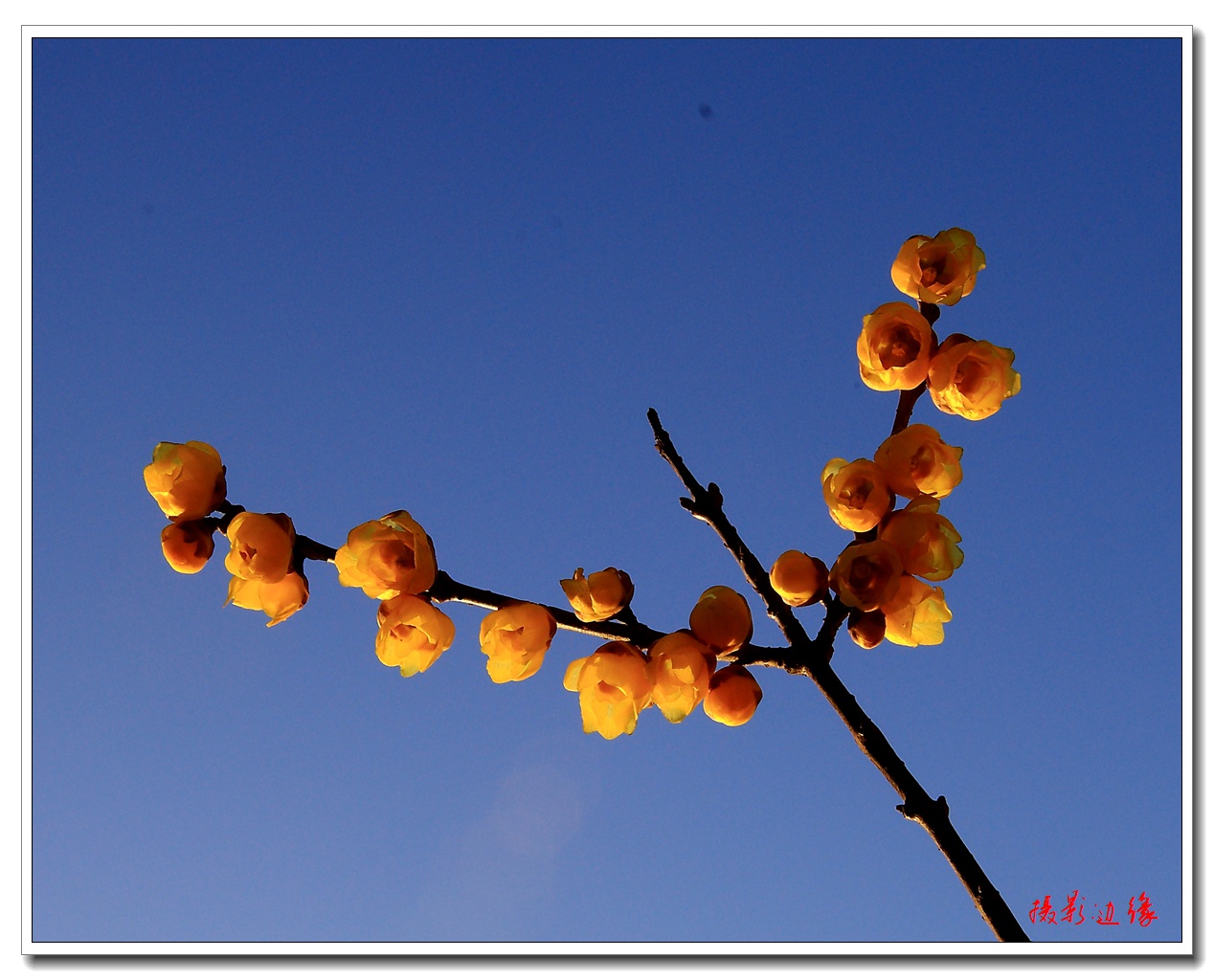 再拍腊梅花