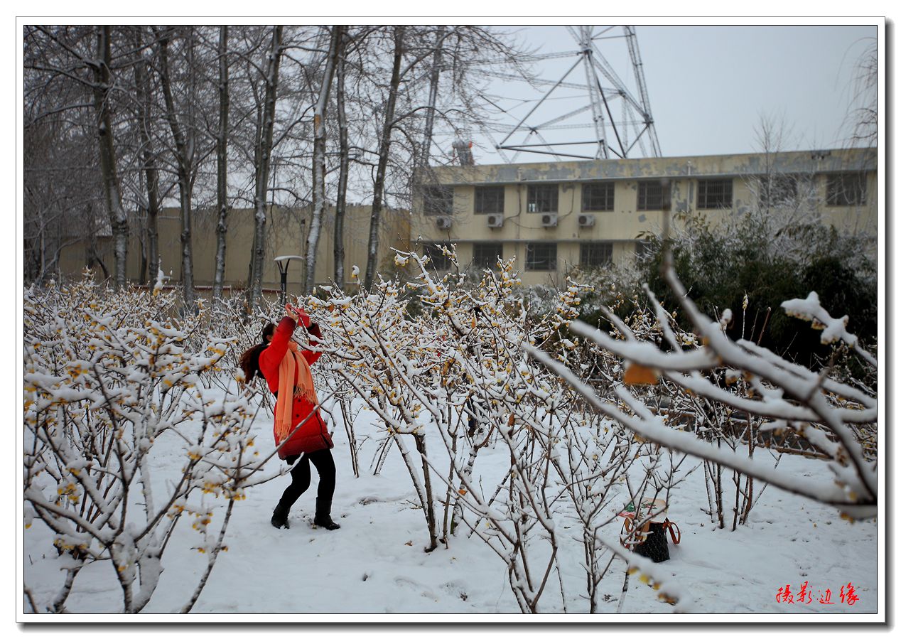 腊梅和雪中腊梅