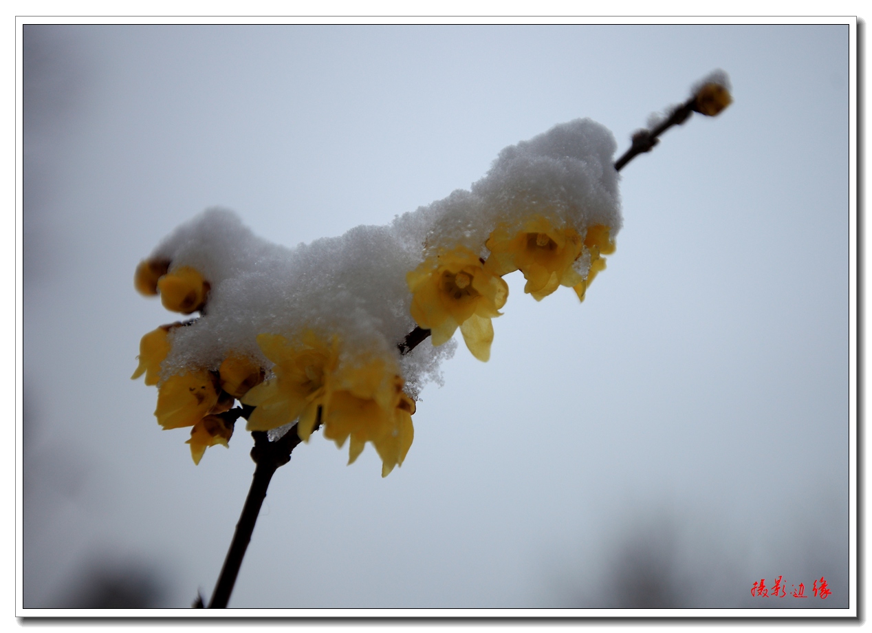腊梅和雪中腊梅