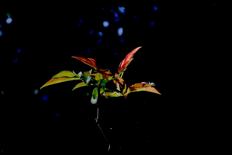 花非花