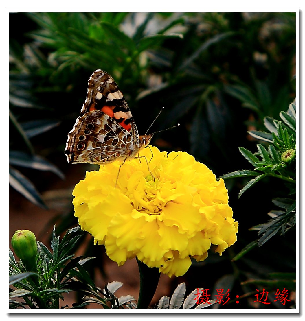 蝴蝶恋情花儿