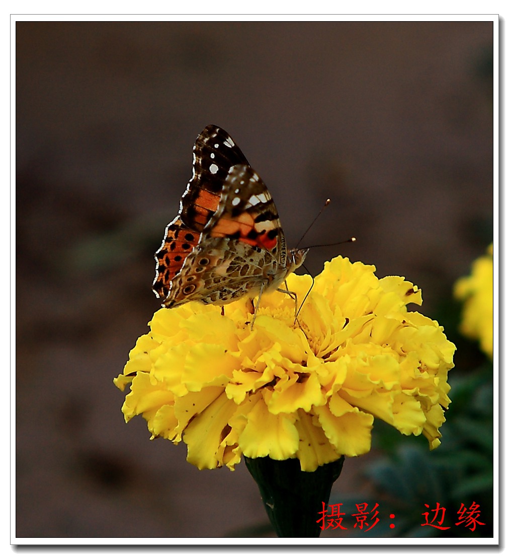 蝴蝶恋情花儿