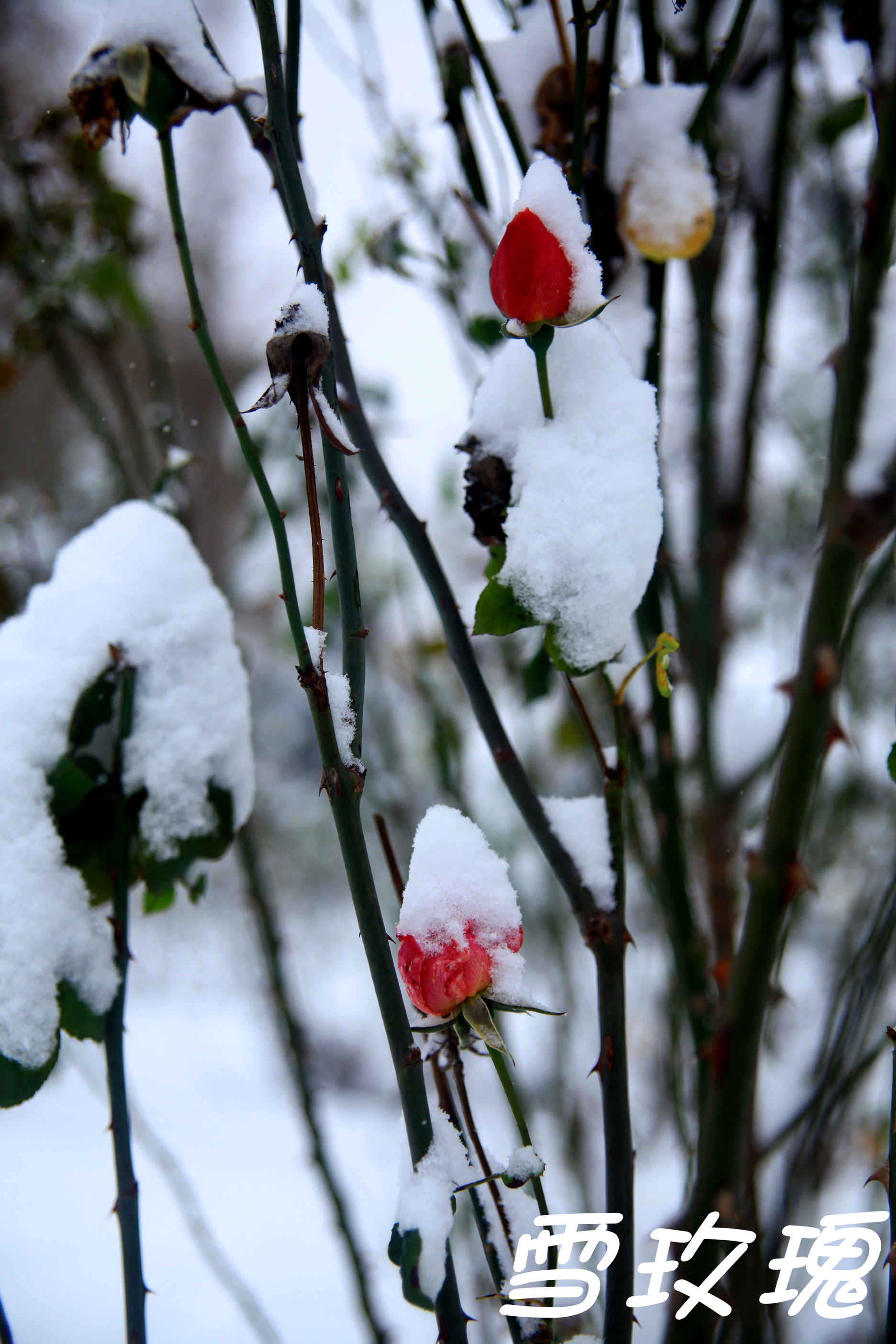 雪玫瑰