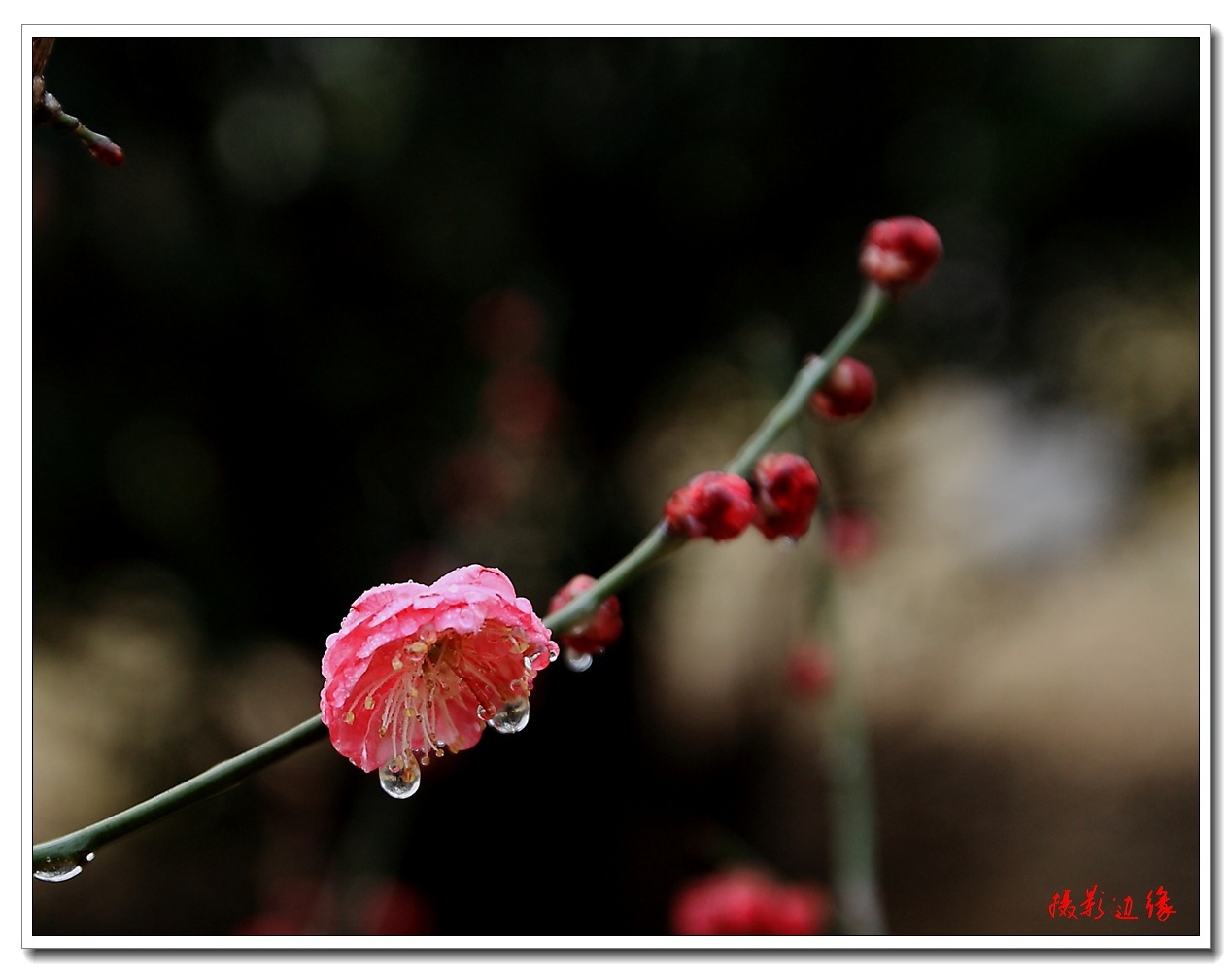 春天到花儿开