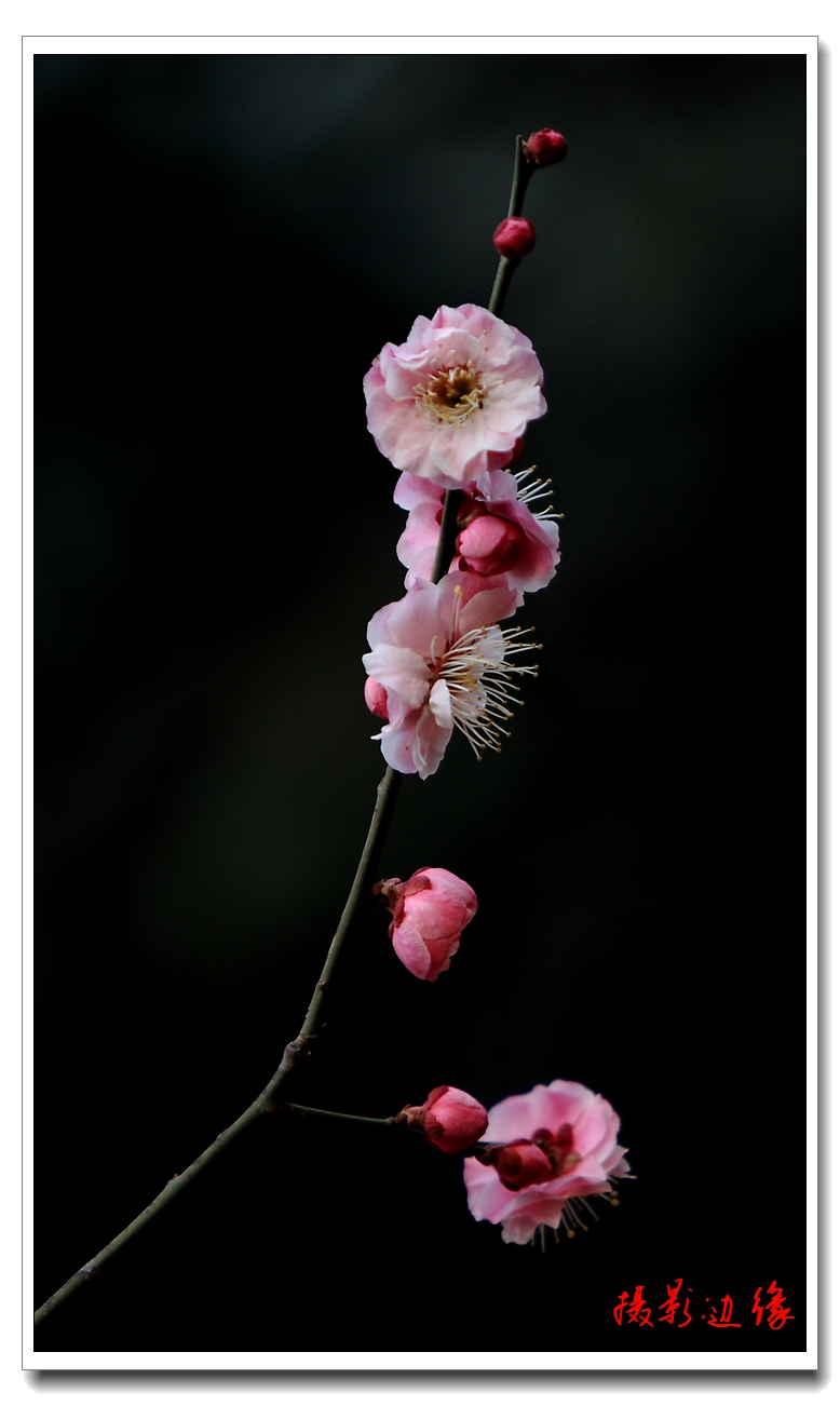梅花报春