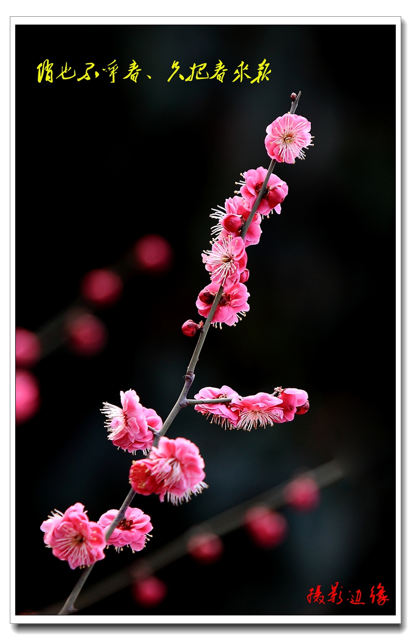 梅花报春