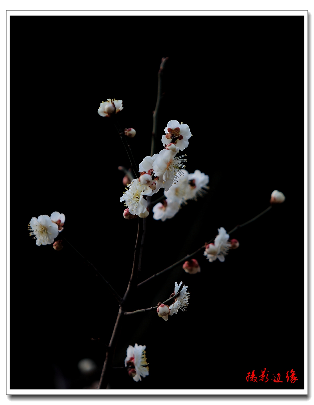 梅花报春