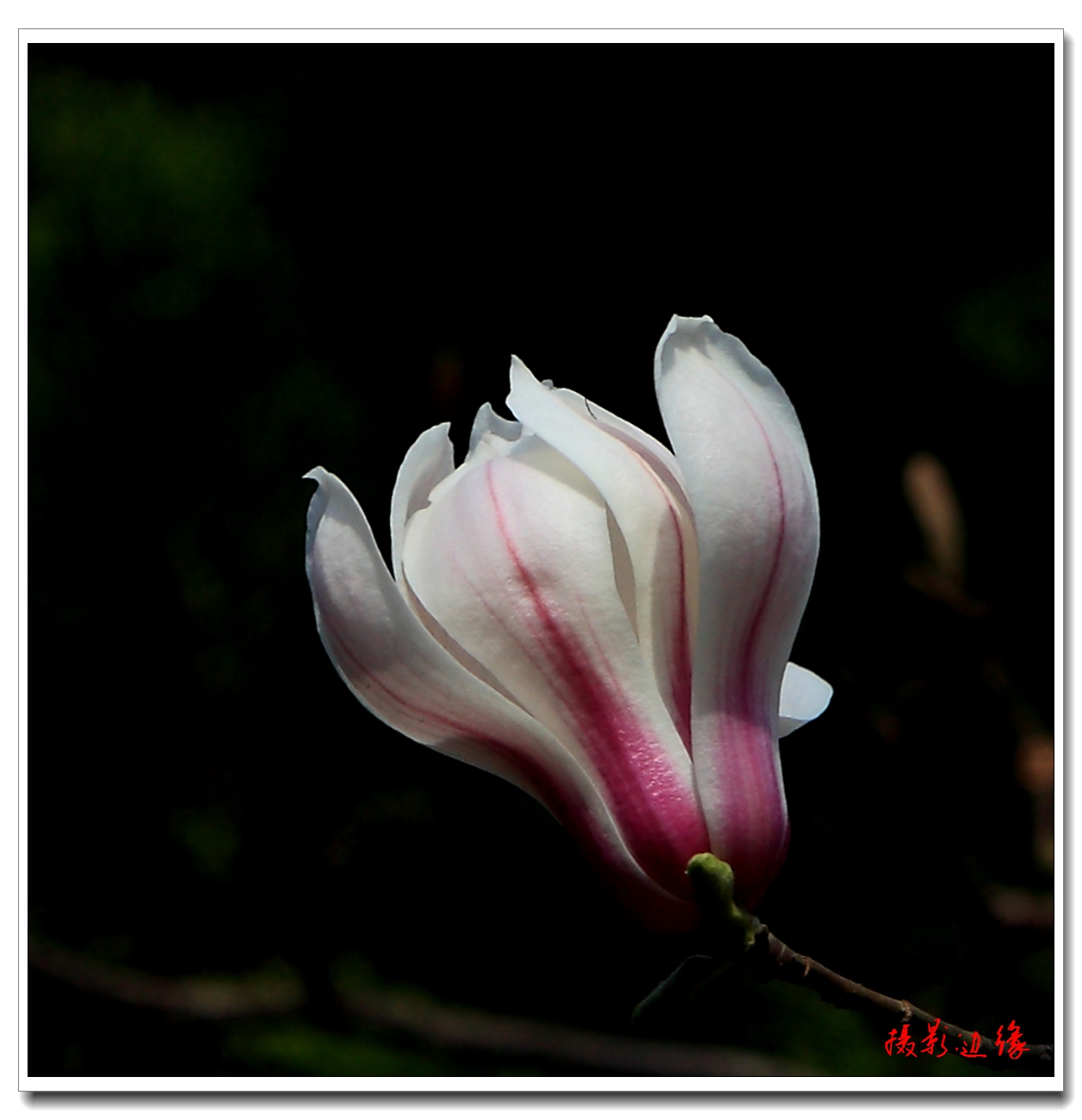我也拍玉兰花