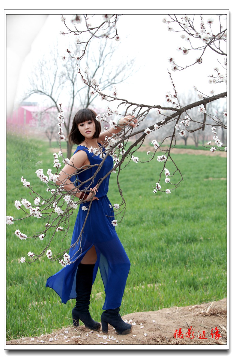 杏花采风