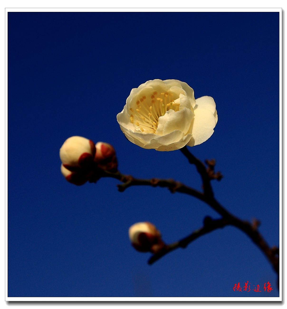 春天来啦，梅花开啦！