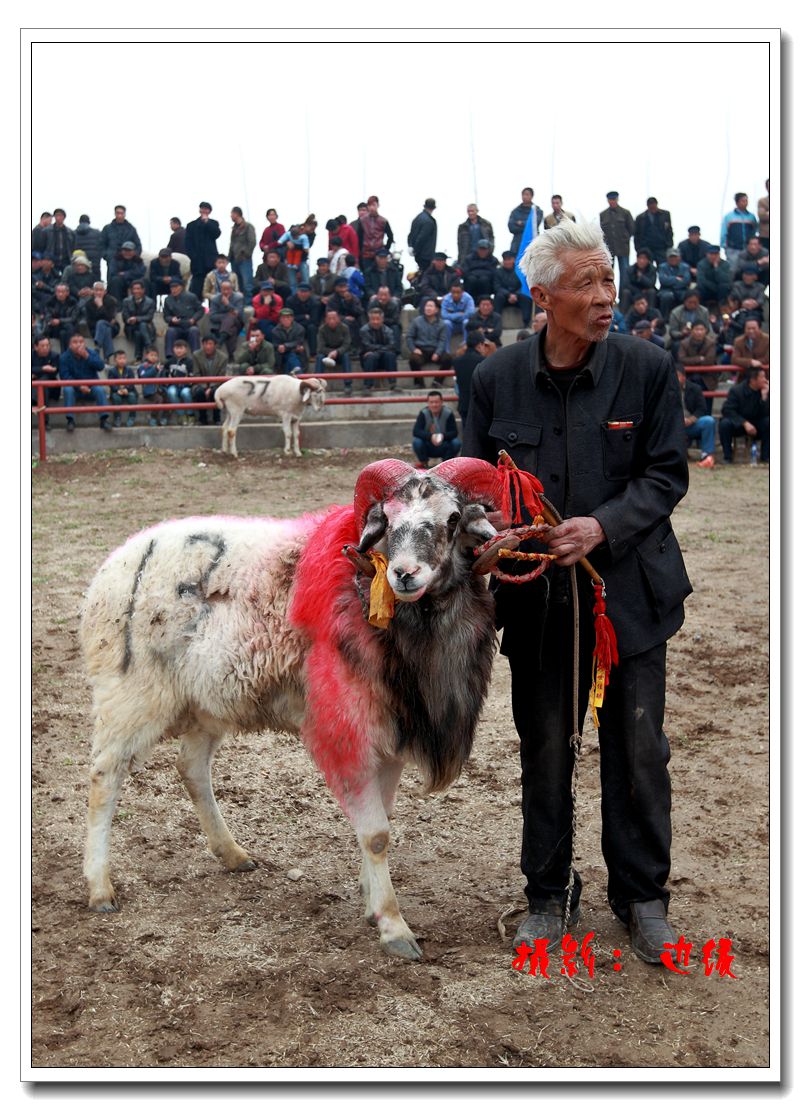 伍仙镇斗羊