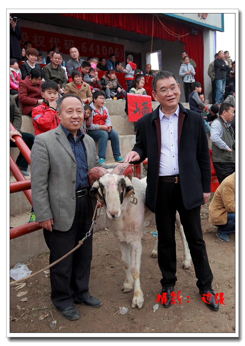 伍仙镇斗羊