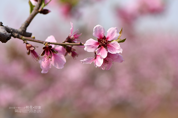 桃花源
