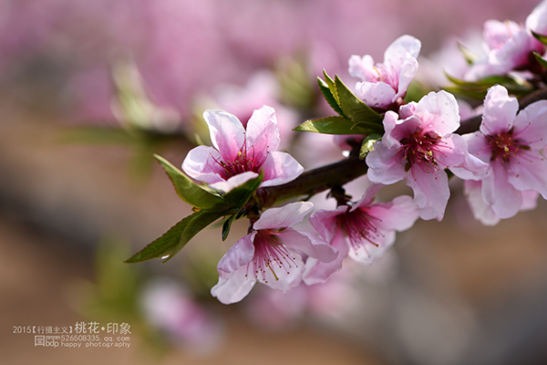 桃花源