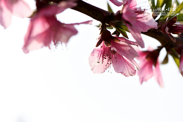 桃花源