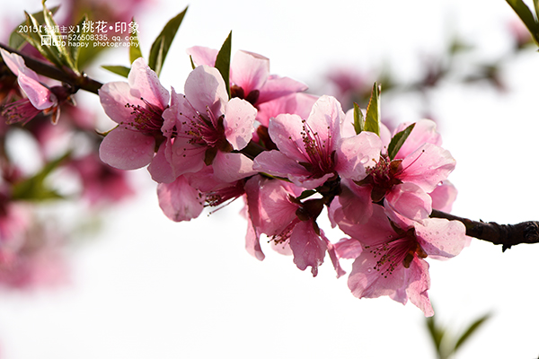桃花源