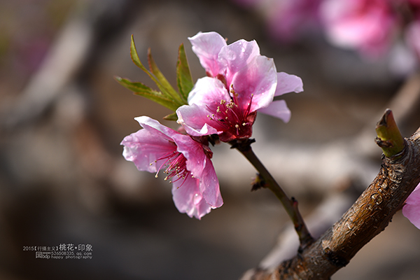 桃花源