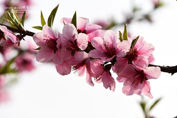桃花源