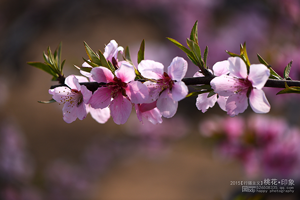 桃花源