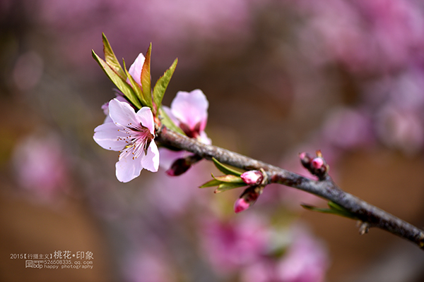 桃花源
