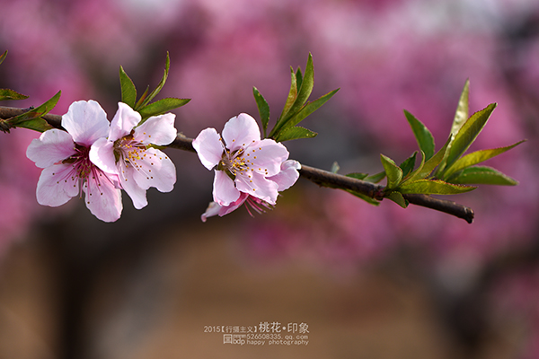 桃花源