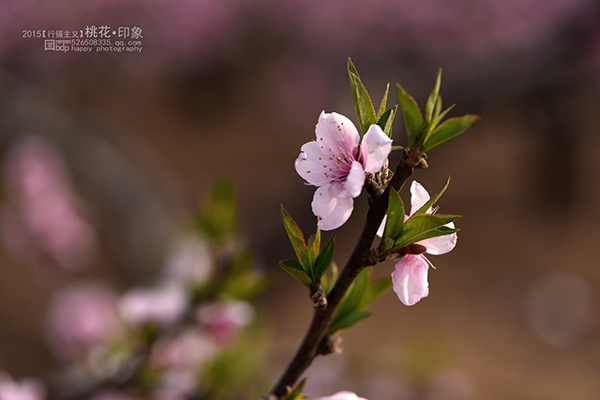 桃花源
