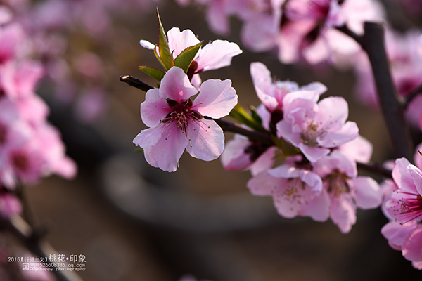 桃花源