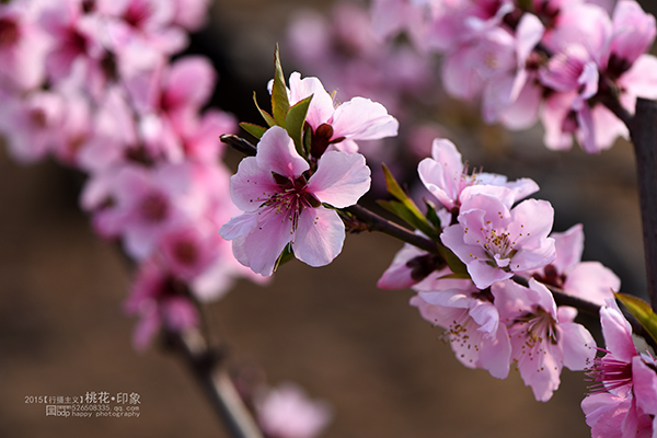 桃花源