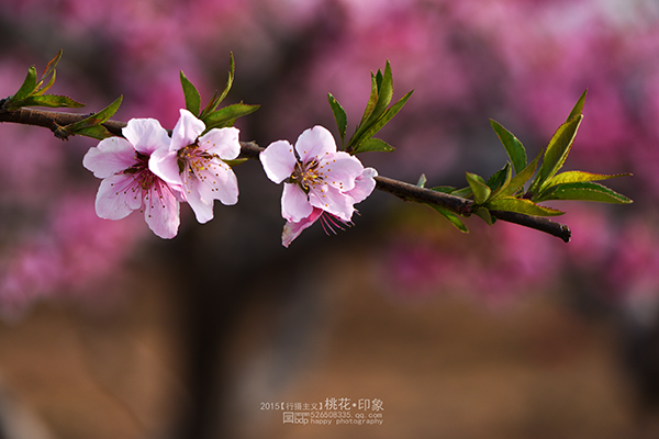 桃花源