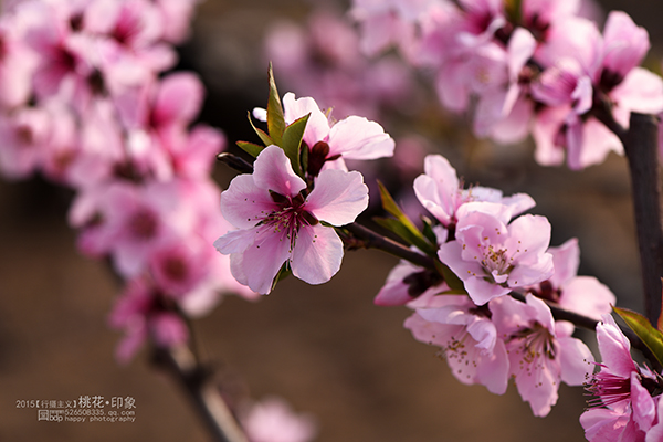 桃花源