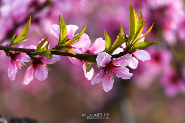 桃花源