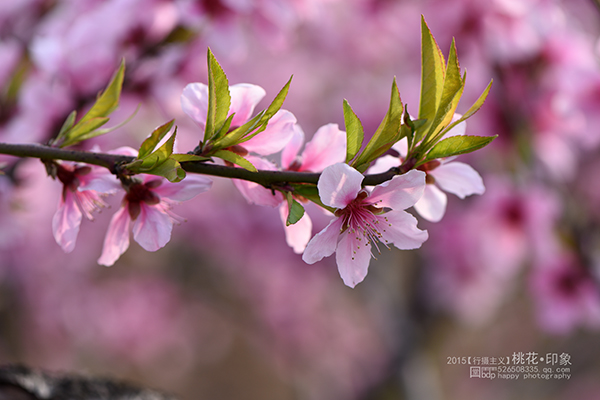 桃花源