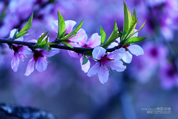 桃花源